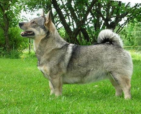 Lövsjökärrs Wilma